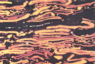 spores