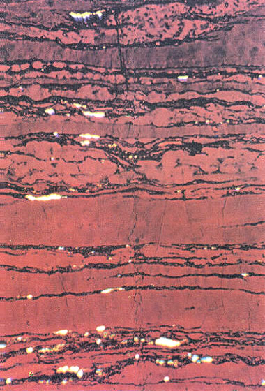 vitrinite