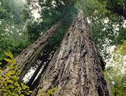 Carbon dioxide storage