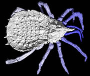 Fossil spider