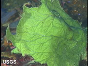 Natural gas from algae