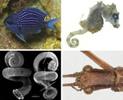 Top new species of 2009