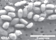 Arsenic bacteria